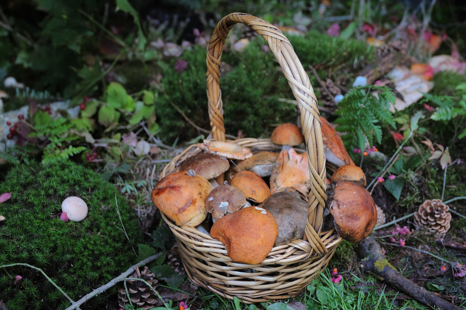 A basket of foraged mushrooms in the woods