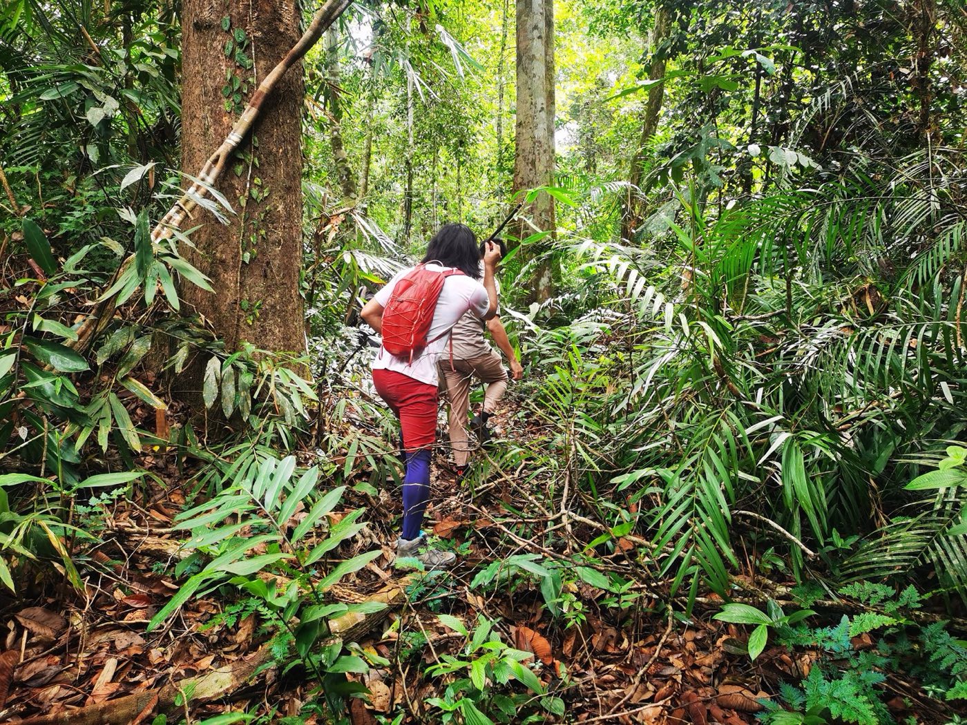 Trekkers on a rainforest trail