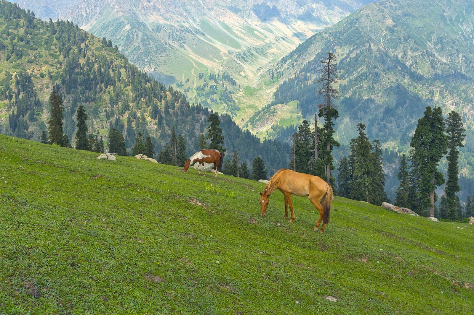 Horses grazing in a mountain meadow